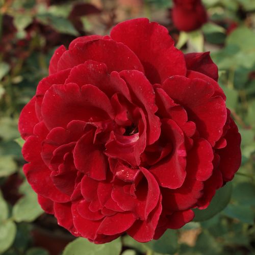 Rozen bestellen en bezorgen - klimroos - rood - Rosa Don Juan - sterk geurende roos - Michele Malandrone - Een mooi en geliefd ras. Rijk en doorbloeiend.
